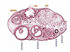 卵泡不长和发育不良的四种情况