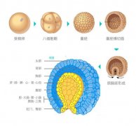 移植前远播优育助孕中心对囊胚的健康把控