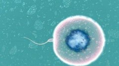 助孕精卵结合发育形成胚胎需要的条件